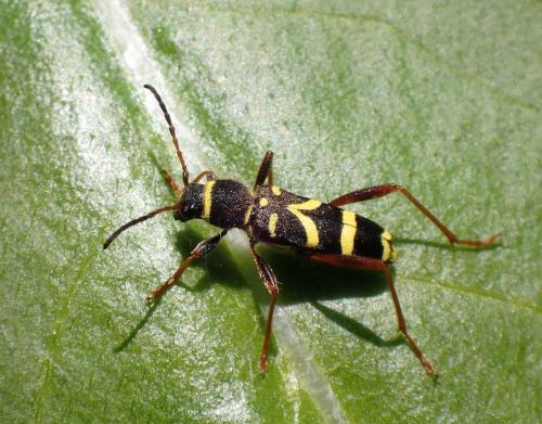 Clytus arietis